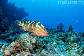 Image result for Epinephelus striatus