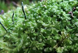 Attēlu rezultāti vaicājumam “Jungermannia sphaerocarpa sporophyte”