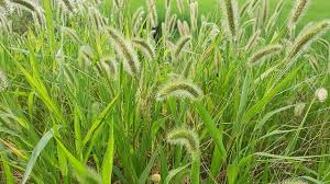 Attēlu rezultāti vaicājumam “Gramineae”