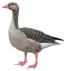 Attēlu rezultāti vaicājumam “Anser anser juvenile”