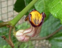 Attēlu rezultāti vaicājumam “Aristolochiaceae”