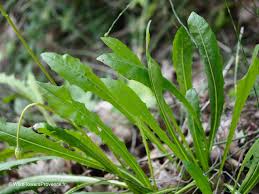 Attēlu rezultāti vaicājumam “Leontodon autumnalis  leaf”