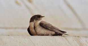 Image result for Ptyonoprogne rupestris