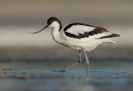 Attēlu rezultāti vaicājumam “Recurvirostra avosetta”