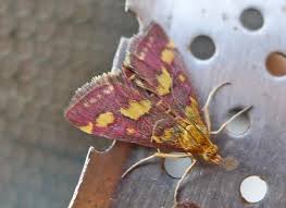 Attēlu rezultāti vaicājumam “Pyrausta purpuralis”
