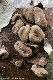 Attēlu rezultāti vaicājumam “Encoelia furfuracea”