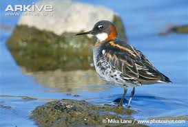 Attēlu rezultāti vaicājumam “Phalaropus lobatus”