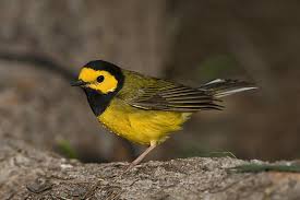 Image result for Wilsonia citrina