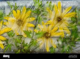 Attēlu rezultāti vaicājumam “Inula britannica bud”