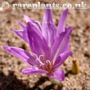 Attēlu rezultāti vaicājumam “Colchicum szovitsii subsp. szovitsii”