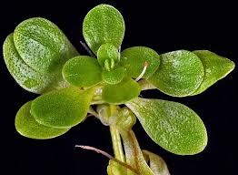 Attēlu rezultāti vaicājumam “Callitriche verna flower”