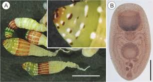 Attēlu rezultāti vaicājumam “Leucochloridium paradoxum larva”