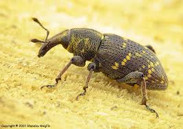 Attēlu rezultāti vaicājumam “Hylobius abietis”