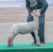 Image result for Southdown Club