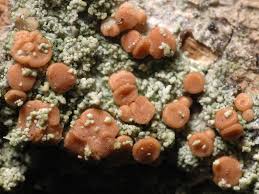 Attēlu rezultāti vaicājumam “Bacidia rubella”