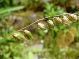 Attēlu rezultāti vaicājumam “Melica nutans flower”