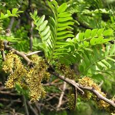Attēlu rezultāti vaicājumam “Gleditsia triacanthos leaf”