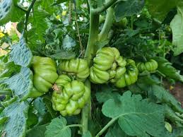 Afbeeldingsresultaat voor purple calabash tomato