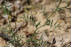 Attēlu rezultāti vaicājumam “Astragalus arenarius”