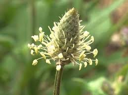 Attēlu rezultāti vaicājumam “Plantago lanceolata flower”