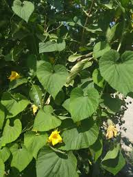 Attēlu rezultāti vaicājumam “Thladiantha dubia”