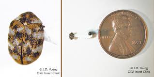 Attēlu rezultāti vaicājumam “Anthrenus verbasci”