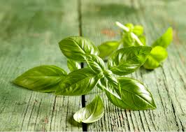 Image result for Basilikum