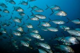 Image result for Caranx crysos