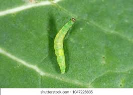 Attēlu rezultāti vaicājumam “Plutellidae”