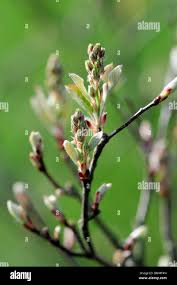 Attēlu rezultāti vaicājumam “Amelanchier spicata flower”