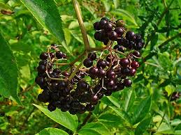 Attēlu rezultāti vaicājumam “Sambucus”