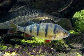 Attēlu rezultāti vaicājumam “Perca fluviatilis”