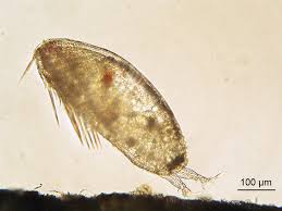 Attēlu rezultāti vaicājumam “Balanus improvisus”