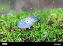 Attēlu rezultāti vaicājumam “Krynickillus melanocephalus”