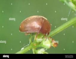 Attēlu rezultāti vaicājumam “Cychramus variegatus”