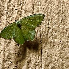 Attēlu rezultāti vaicājumam “Hemithea aestivaria”