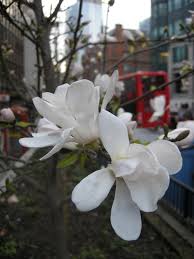 Attēlu rezultāti vaicājumam “Magnolia kobus flower”