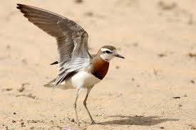 Image result for Charadrius asiaticus