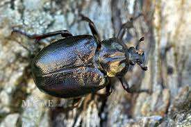 Attēlu rezultāti vaicājumam “Osmoderma barnabita”