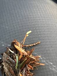 Attēlu rezultāti vaicājumam “Heyderia abietis”