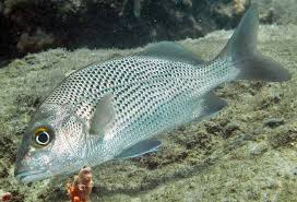 Image result for Haemulon album