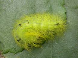 Attēlu rezultāti vaicājumam “Acronicta leporina larva”