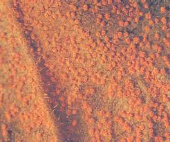 Attēlu rezultāti vaicājumam “Coleosporium sp.”