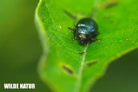 Attēlu rezultāti vaicājumam “Cetonia aurata”