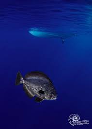 Image result for Schedophilus ovalis