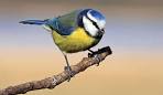 RSPB, Conservation And Bird Charity - Facts And Information