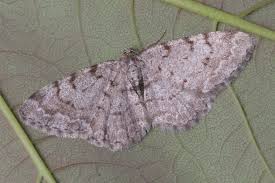 Attēlu rezultāti vaicājumam “Aethalura punctulata”