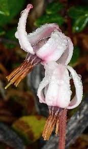 Attēlu rezultāti vaicājumam “Oxycoccus palustris flower”