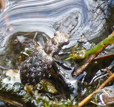 Attēlu rezultāti vaicājumam “Elaphrus cupreus”