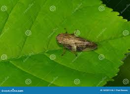 Attēlu rezultāti vaicājumam “Aphrophora alni nymph”